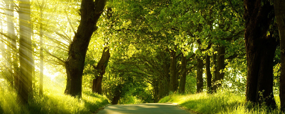 Path through a forest